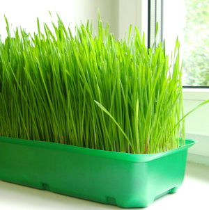 набор для выращивания микрозелени живые растения